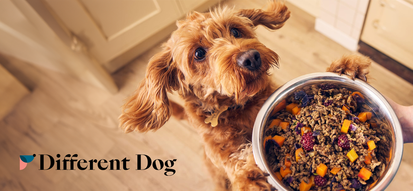 A photograph of a dog in a home standing on hindlegs with its paws on a bowl of food