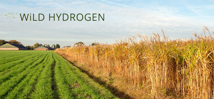 Wild Hydrogen